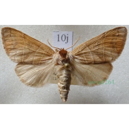 Clostera anastomosis (Linnaeus, 1758) female Wzjeżka wieszczyca Czech10j